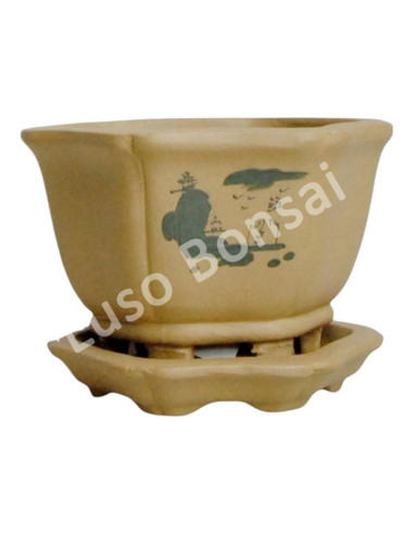 Luso Bonsai l Vaso de Bonsai