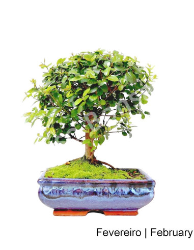 Luso Bonsai ← Sageretia Bonsai de 7 años