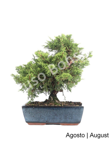 Luso Bonsai ← Juniperus Itoigawa Bonsai de 12 años