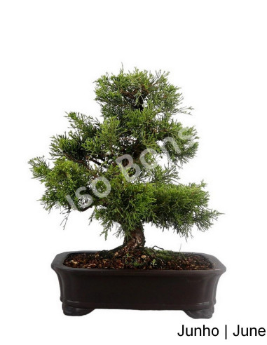 Luso Bonsai | Juniperus Itoigawa Bonsai de 23 Anos