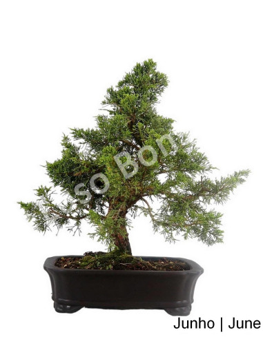 Luso Bonsai | Juniperus Itoigawa Bonsai de 23 Anos