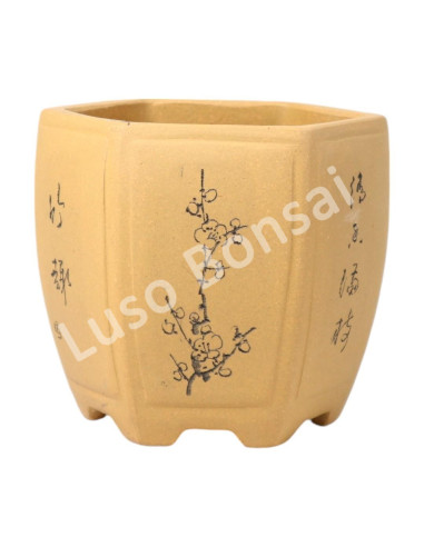 Luso Bonsai l Pot by Bonsai