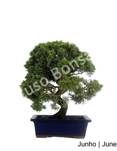 Luso Bonsai | Juniperus Itoigawa Bonsai de 23 Anos