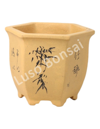 Luso Bonsai l Vase par Bonsai