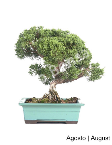 Luso Bonsai | Juniperus Itoigawa Bonsai of 23 Years