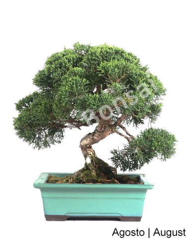 Luso Bonsai | Juniperus Itoigawa Bonsai de 23 Anos