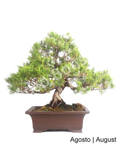 Luso Bonsai ← Juniperus Itoigawa Bonsai de 57 años