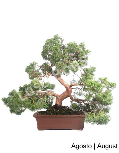 Luso Bonsai ← Juniperus Itoigawa Bonsai de 57 años