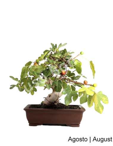 Luso Bonsai ← Figueira Bonsai de 29 años