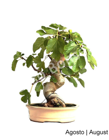 Luso Bonsai ← Figueira Bonsai de 29 años