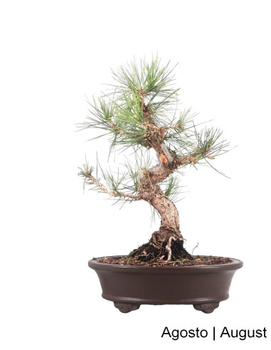 Luso Bonsai | Pinheiro Thunbergii Bonsai 31 ans