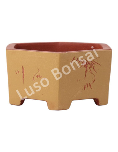 Luso Bonsai l Vase par Bonsai