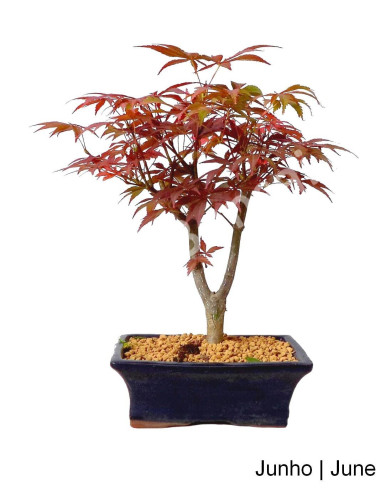 Luso Bonsai ← Acer Palmatum Atropureum Bonsai de 9 años