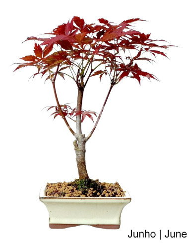 Luso Bonsai | Acer Palmatum Atropureum Bonsai de 7 ans