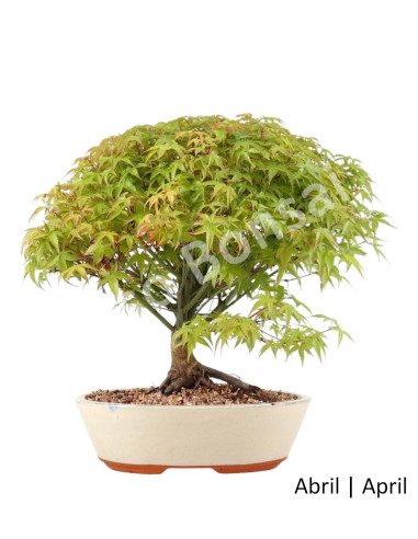 Luso Bonsai | Acer Palmatum Kiyohime Bonsai of 27 Years