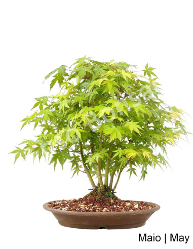 Luso Bonsai |Acer Palmatum SPP Bonsai 21 Years Old