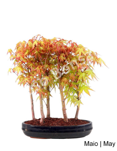 Luso Bonsai ← Acer Palmatum SPP 15 años Bonsai