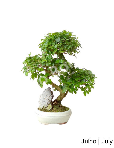 Luso Bonsai | Ligustrum Bonsai de 7 Anos