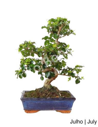 Luso Bonsai | Ligustrum Bonsai de 10 Anos