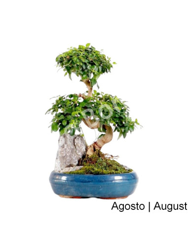 Luso Bonsai | Ligustrum Bonsai of 12 Years