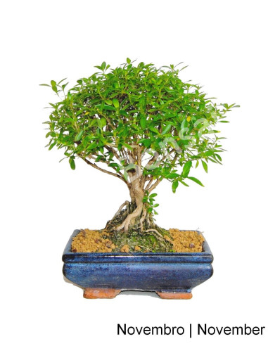 Luso Bonsai ← Serissa Bonsai de 7 años