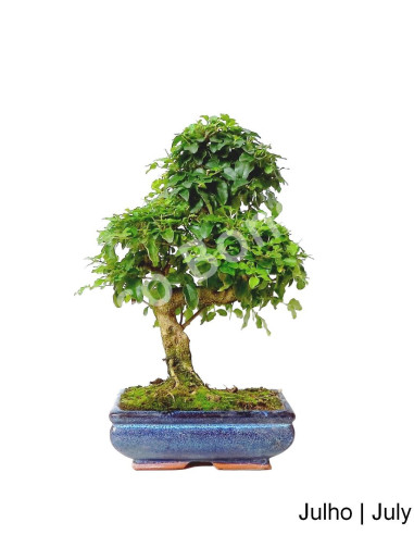 Luso Bonsai | Ligustrum Bonsai 8 Years