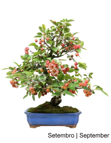 Luso Bonsai | Macieira Bonsai de 1988