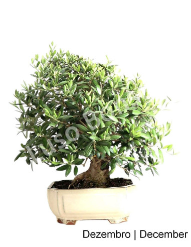 Luso Bonsai | Oliveira Bonsai de 23 Anos