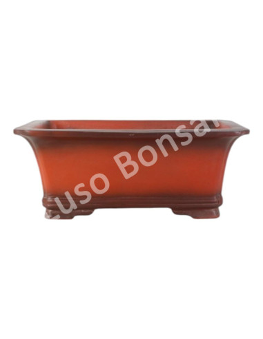 Luso Bonsai l Vase par Bonsai