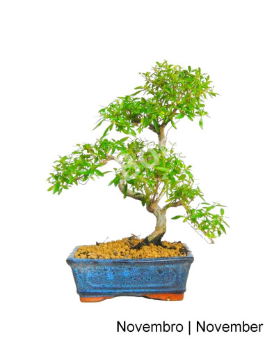 Luso Bonsai ← Serissa Bonsai 8 años