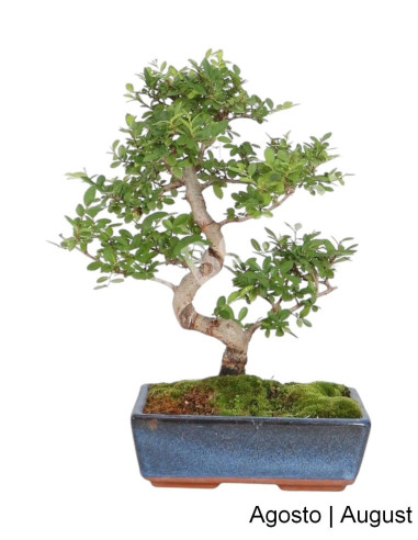 Luso Bonsai Silencio Ulmeiro Bonsai 10 años