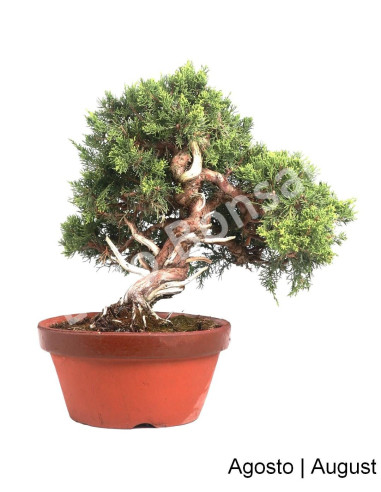 Luso Bonsai | Juniperus Itoigawa Bonsai de 40 ans