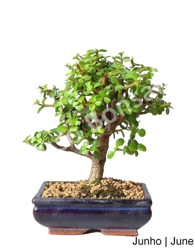 Luso Bonsai | Portulacaria Bonsai of 7 Years