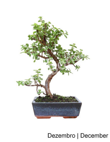 Luso Bonsai | Portulacaria Bonsai of 8 Years