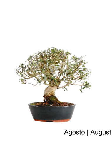 Luso Bonsai | Zambujeiro Bonsai de 20 Anos