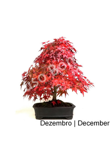 Luso Bonsai | Acer Palmatum Deshojo Bonsai de 1988