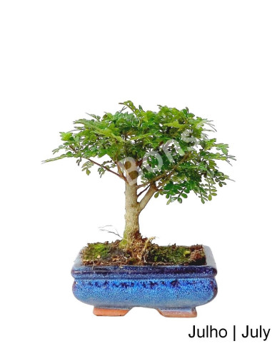 Luso Bonsai | Zanthoxylum Bonsai de 5 Anos