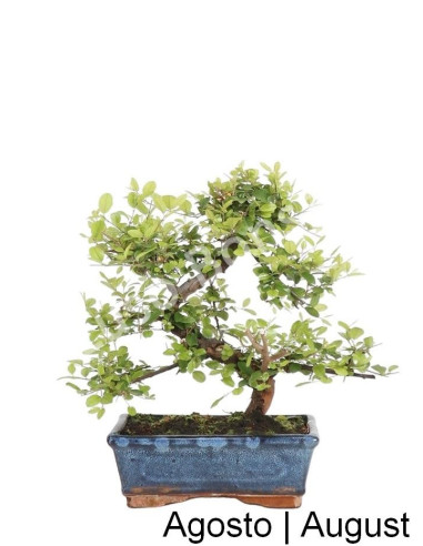 Luso Bonsai | Sageretia Bonsai de 8 Anos