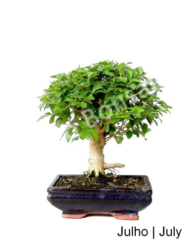 Luso Bonsai | Ligustrum Bonsai de 7 Anos