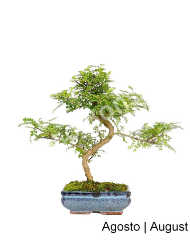 Luso Bonsai | Zanthoxylum Bonsai de 8 Anos