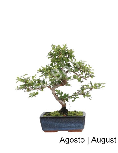 Luso Bonsai | Ulmeiro Bonsai de 8 anos