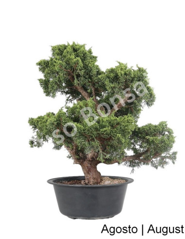 Luso Bonsai | Juniperus Itoigawa Bonsai de 45 Anos