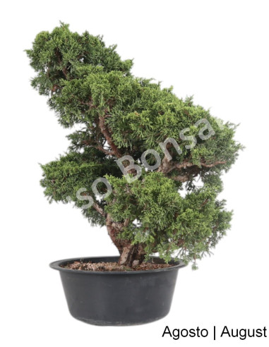 Luso Bonsai ← Juniperus Itoigawa Bonsai de 45 años