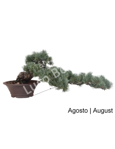 Luso Bonsai | Pinheiro Pentaphyla Bonsai de 50 Anos