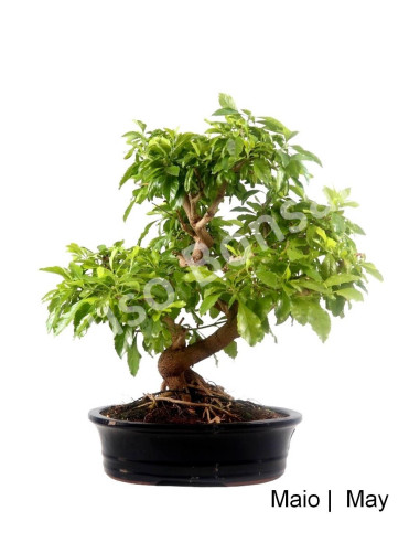 Durantha Repens Bonsai 29 años