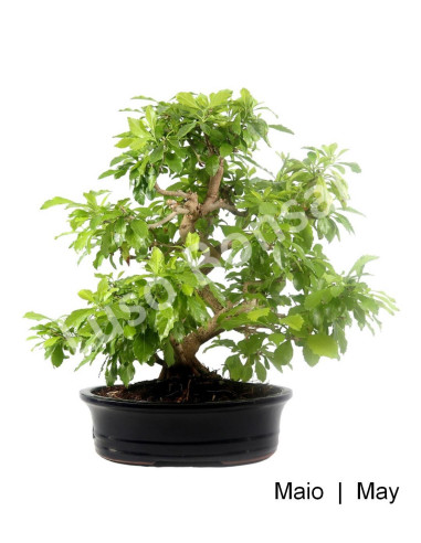 Luso Bonsai Silencio Durantha Repens Bonsai de 29 años