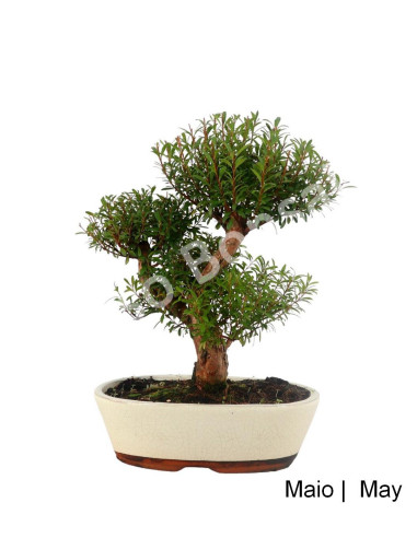 Luso Bonsai _ Syzigium Bonsai age 14