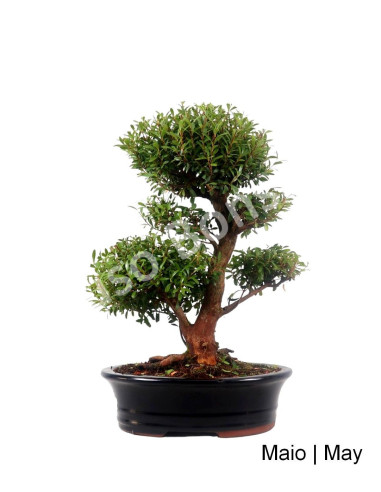 Luso Bonsai | Syzigium Bonsai de 19 anos