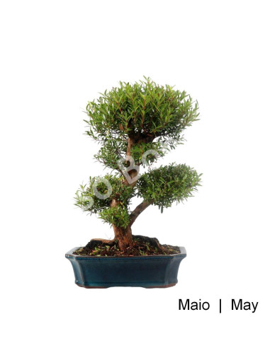 Luso Bonsai | Syzigium Bonsai de 21 anos