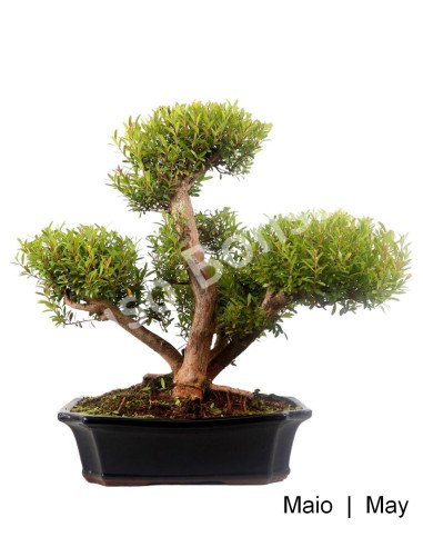 Luso Bonsai | Syzigium Bonsai 23 ans